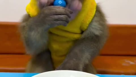 Monkey is eating.🙉🙉🙉