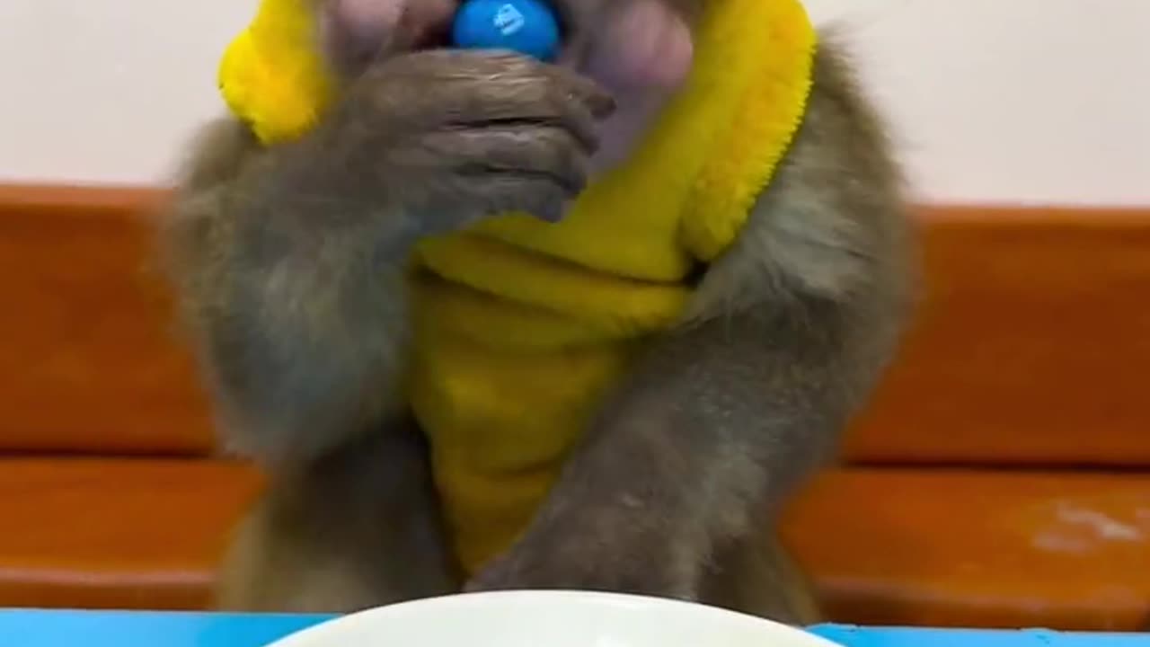 Monkey is eating.🙉🙉🙉