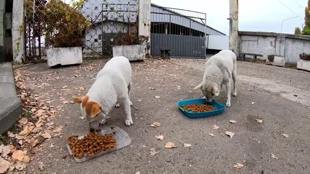 Two Stray Brothers Dogs Grateful Eating Food I Brought for Them