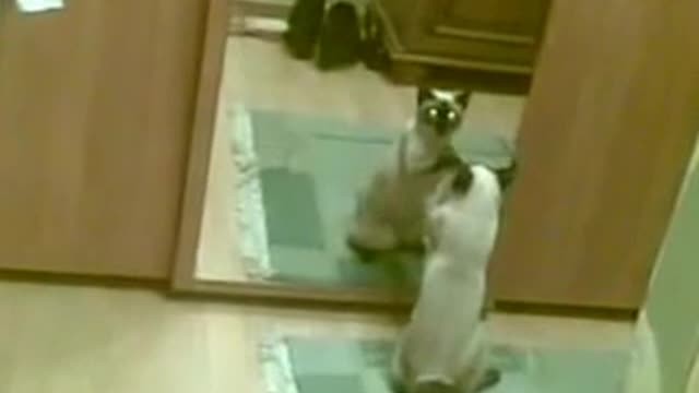 Cat reaction when watching himself for the first time on the mirrors