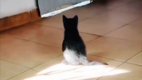 Kitten trying to catch the sunlight.. 😊