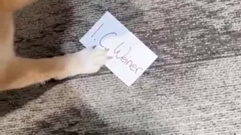 Delivery Shiba Inu Gets pranked and pay Docket