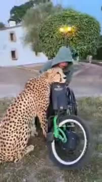 Respected by hes owner, The Most Loyal Animals : Loyal pets