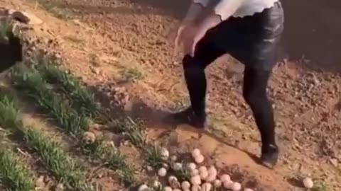 Woman touches peacock eggs and finds out