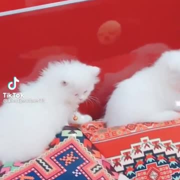 😂😂😆😂😂😆😆