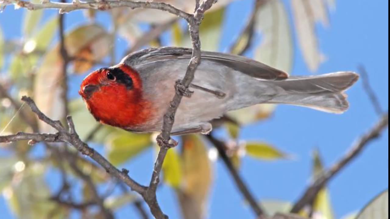 Red-Faced Warbler Song Video