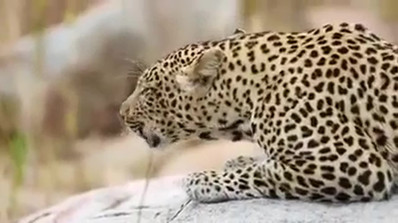 Beautiful Leopard