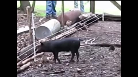 Animal
