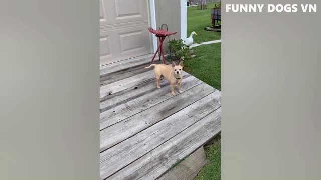 Funniest Animals Video - Funny Dogs And Cats - Try Not To Laugh Animals 2022