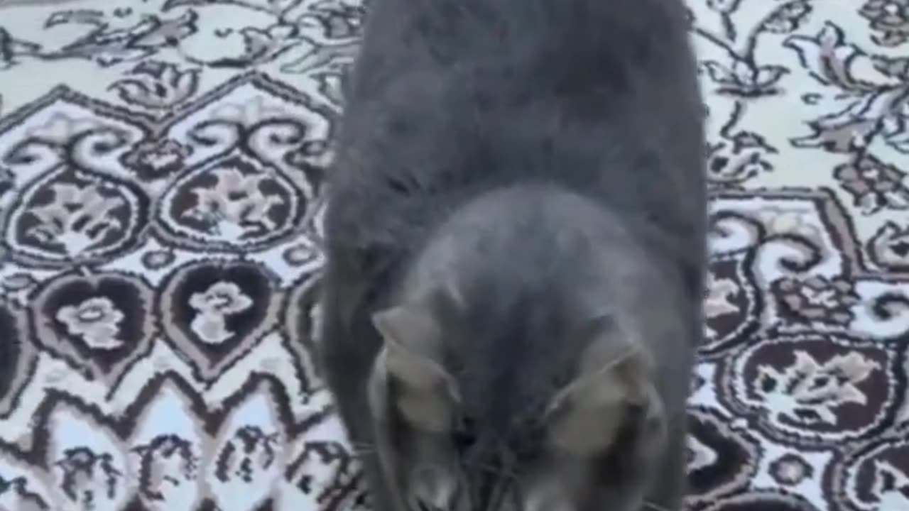 Funniest animals 2023 🐱In tiktok 😂 Funny and Fails Pets Video