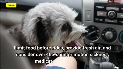 Smooth Rides Ahead: how to ease your dogs car sickness