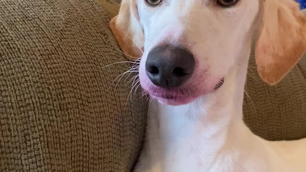 Lurcher Gets Lipstick Everywhere