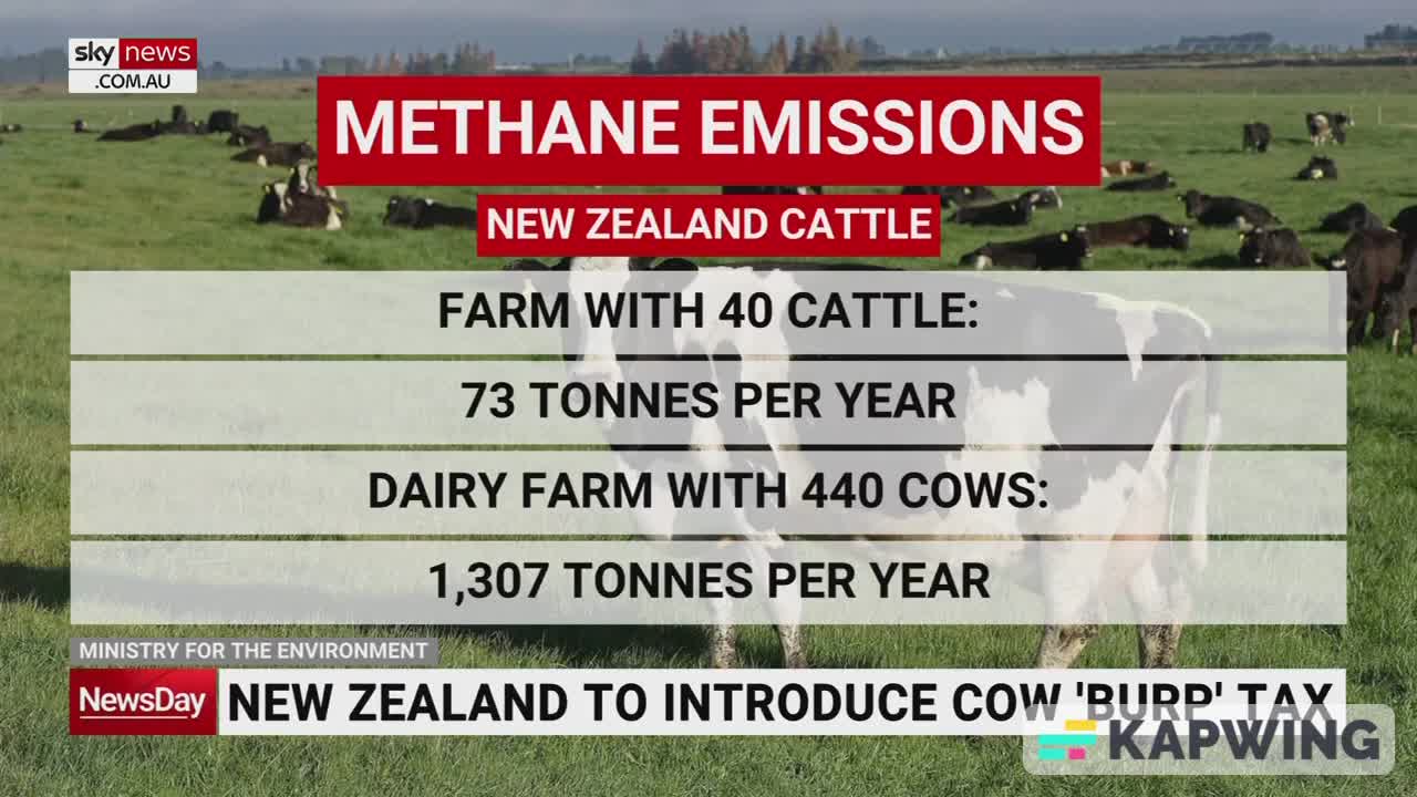 New Zealand to Introduce Cow Burp Tax