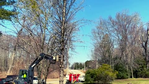 ALL AMERICAN TREE CARE - GIVE US A CALL TODAY!!!