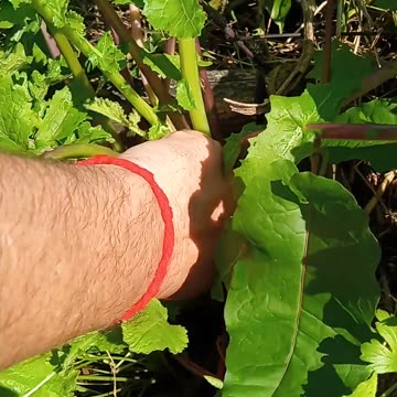 Slim pickings for a spring soup
