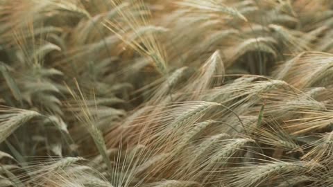 Beautiful wheat fields❤️❤️