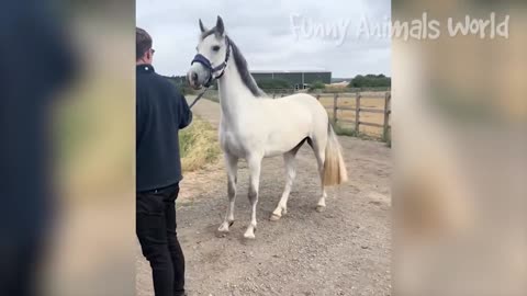 This horse actually pulled the owner and ran!