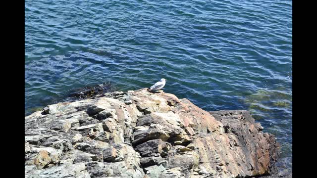 Some of Billy's NH, Maine photos, some including a Delaney!