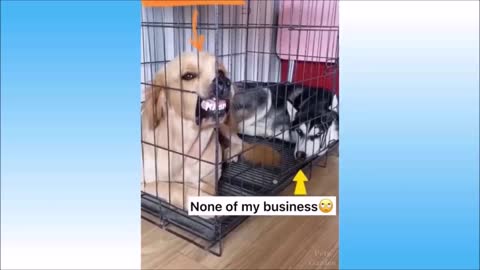 Funny Pets Videos Compilation Try Not to Laugh Cute Animals Dogs and Cats