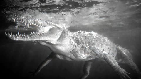 The Most HORRIFYING Crocodile Attack (EATEN ALIVE)