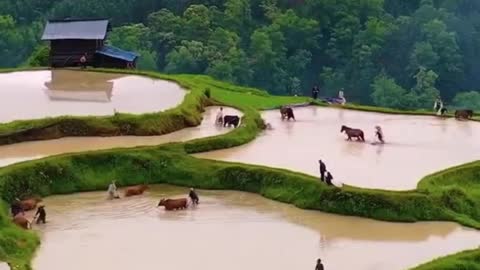 Nepal farming.