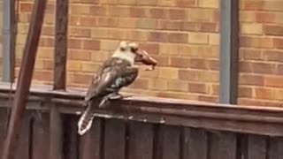 Hungry Kookaburra Uses Fence to Stun Frog