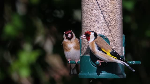 Goldfinch couple