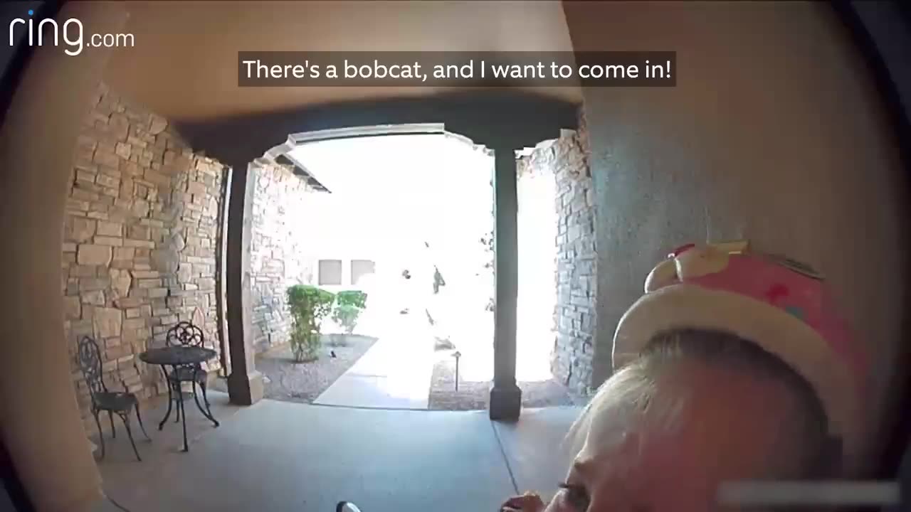 Taylor Talks to Her Neighbour On Ring Video Doorbell After Running Away From a Bobcat