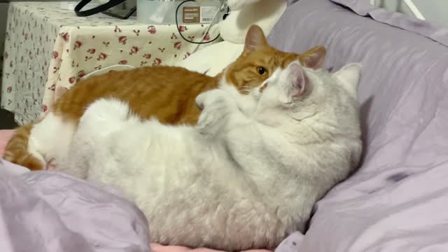Found two cats in love