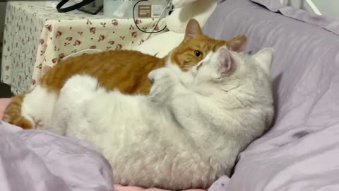 Found two cats in love