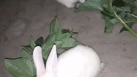 Cute rabbit 🐰🐰🐰