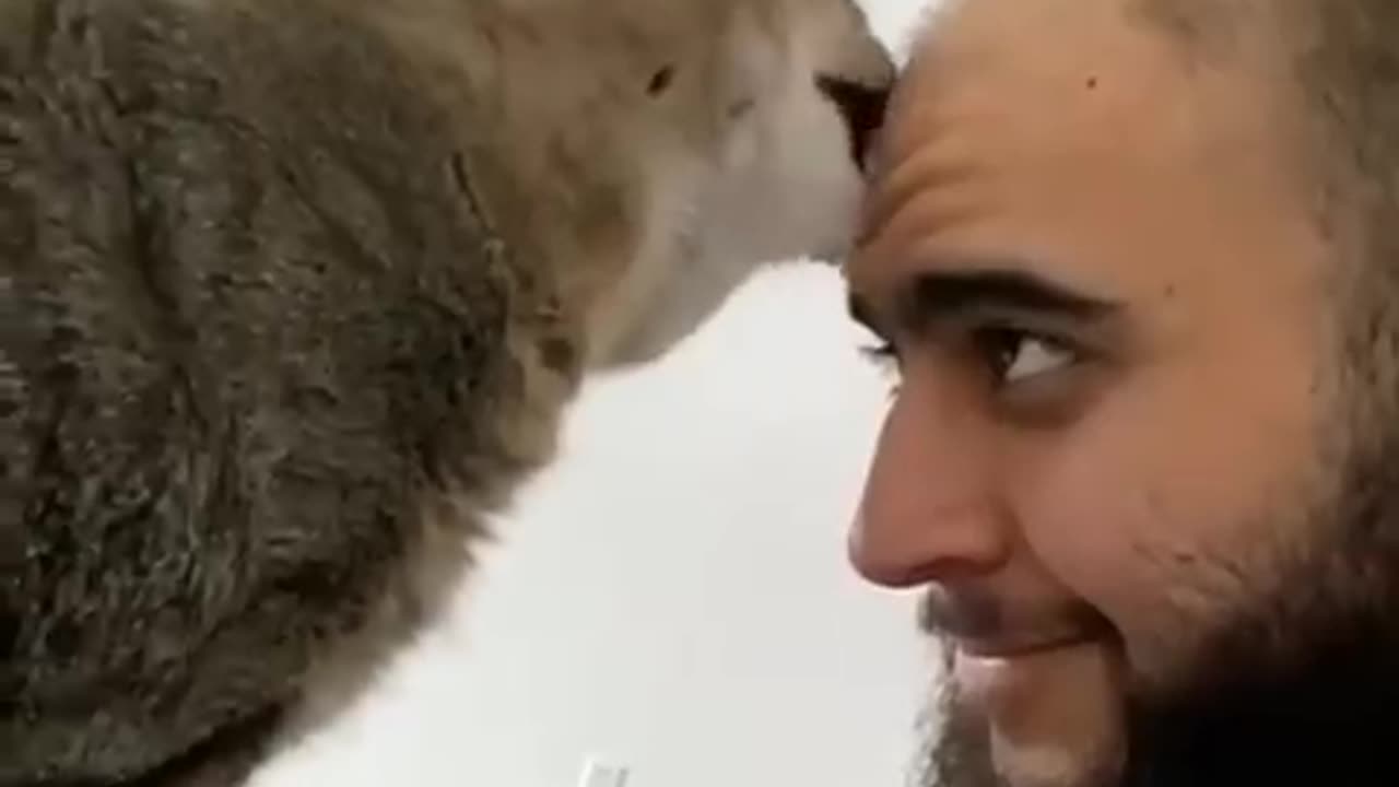 Funny cats