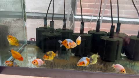 My Backyard Ranchu Goldfish Farm
