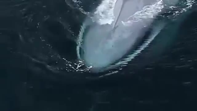 The largest animal on Earth and its tiny dolphin cousin.