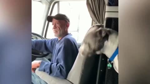 Best Of The 🐕2020 🐈Funny Animal Videos
