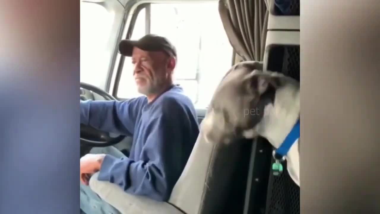 Best Of The 🐕2020 🐈Funny Animal Videos
