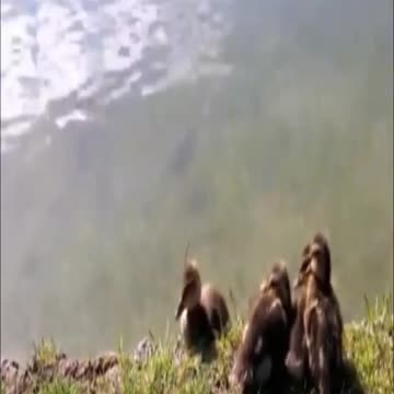 !!!LOL!!! Baby duck got bored by swimming..