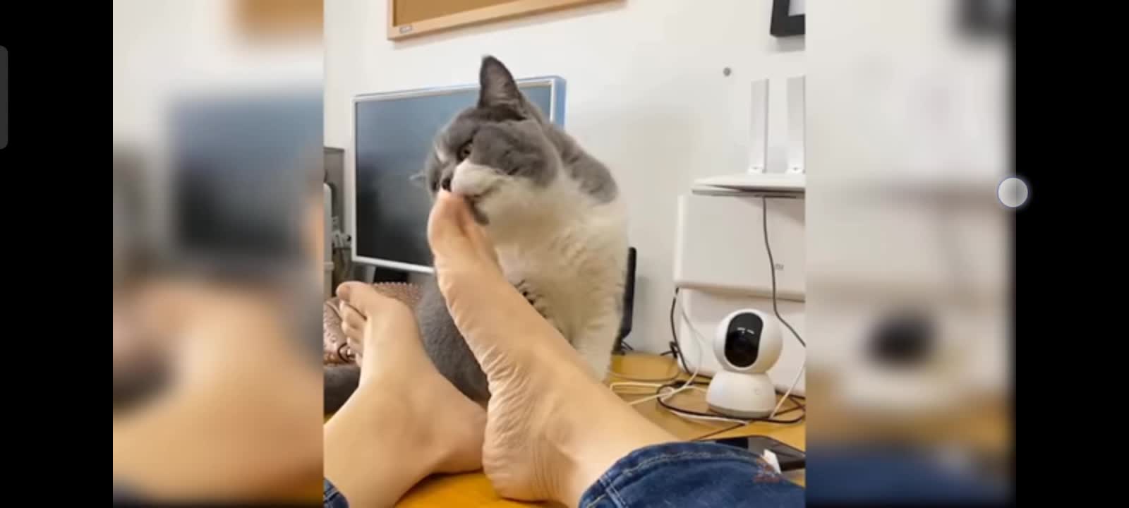 Best funny cats video