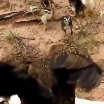 hawk vs chicken #shorts