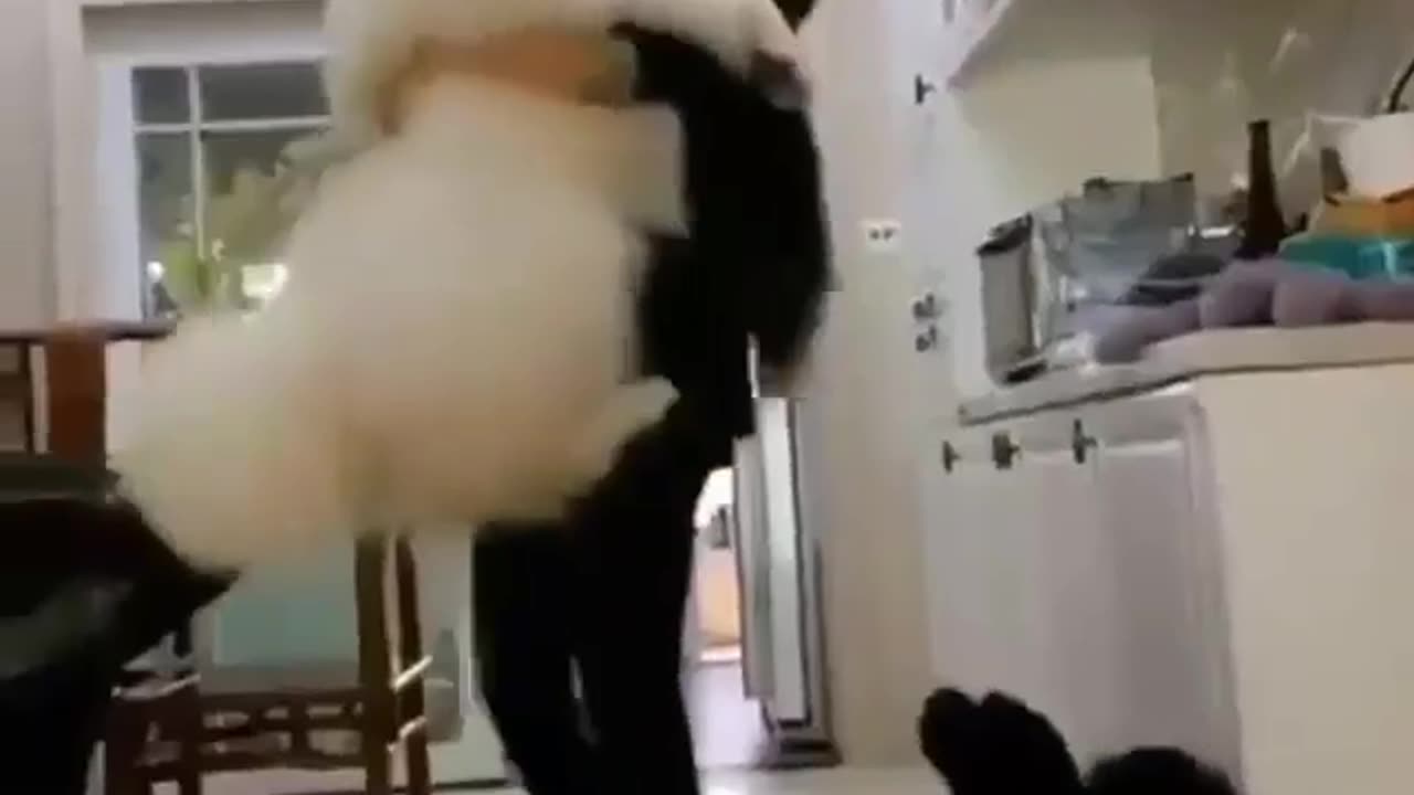 Epic Lift-off: Girl Takes on the Challenge of Lifting a Fluffy Cloud-Dog! ☁️🐶