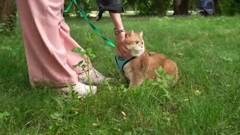 Walking in a Cat Stroller