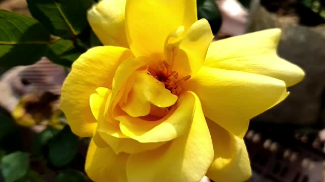 $YELLOW ROSE#