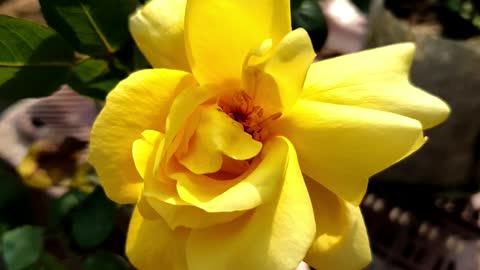 $YELLOW ROSE#