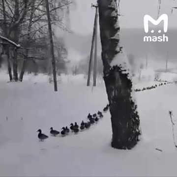 Getting all the ducks in line 🤣🤣