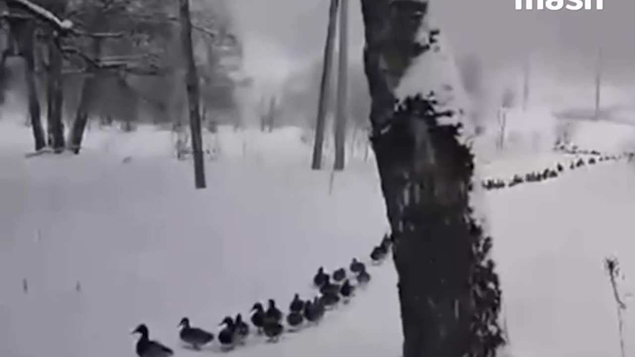 Getting all the ducks in line 🤣🤣