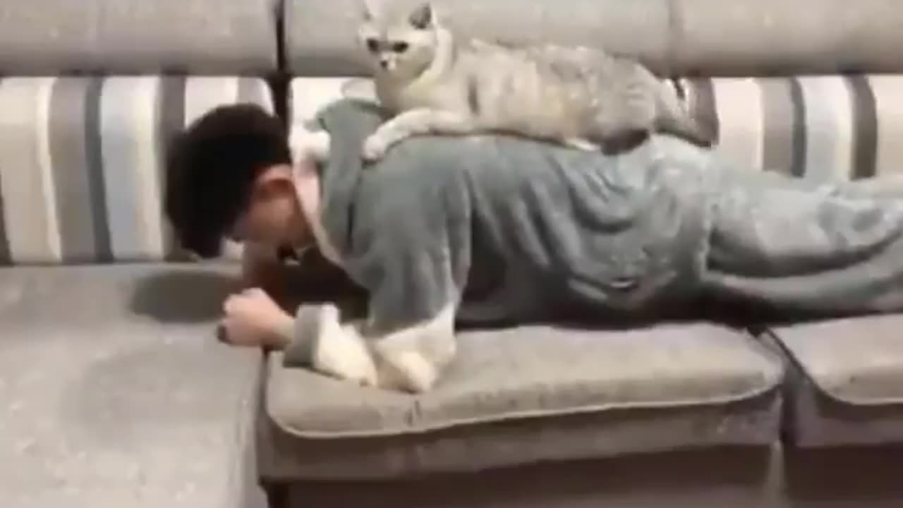 Funny cat video 😂