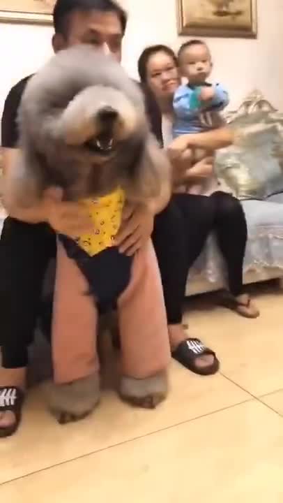 Gigantic Fluffy Poodle Dogs Love Being Carried Everywhere 😍Funny Cat And Dog Videos🐩LAUGH|Panda Love