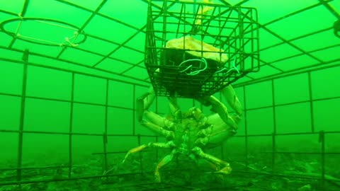 Underwater Crab Trap