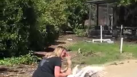 Animal shorts