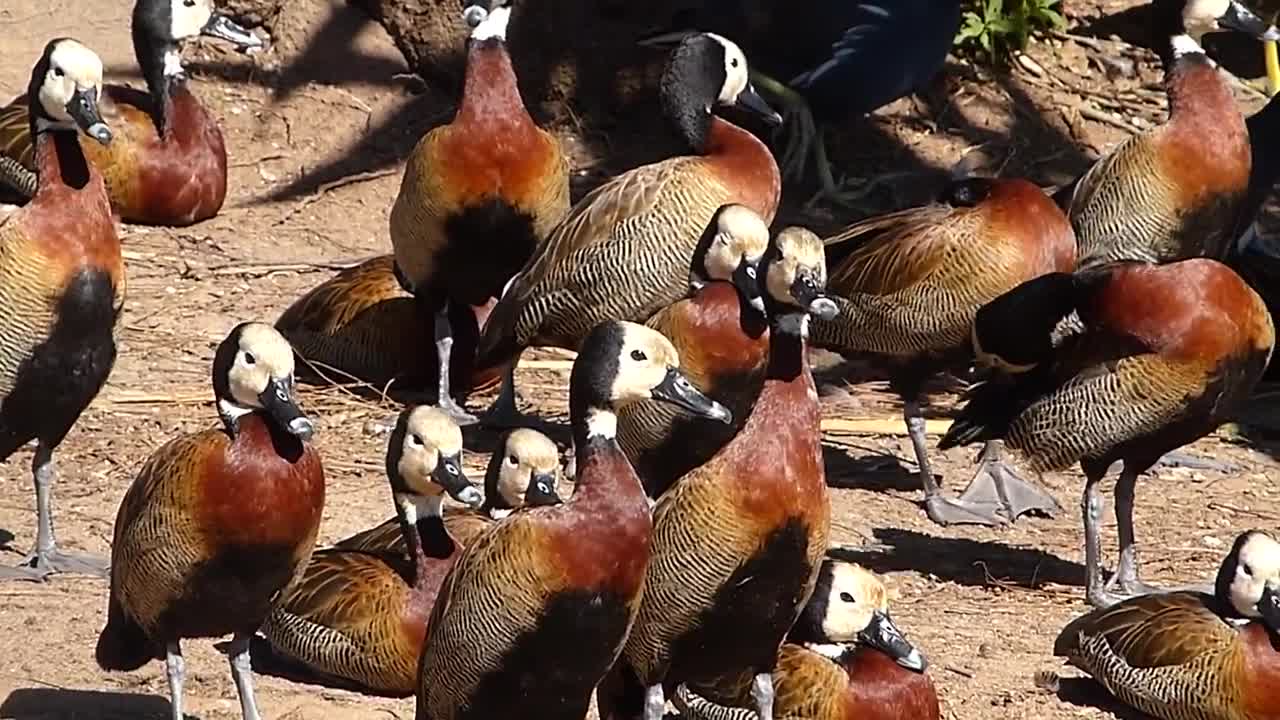 animais MARRECOS IRERÊ fauna pantaneira brasileira pantanal vida selvagem brazilian brazil